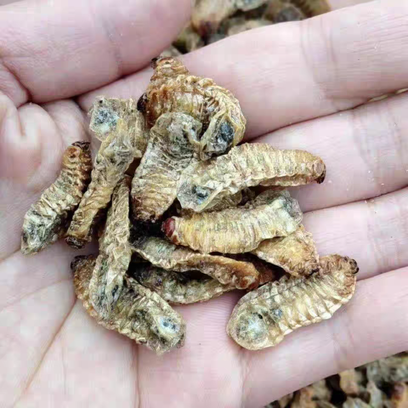 新货无硫中药材蛴螬土蚕老母虫核桃虫蛴螬虫大货供