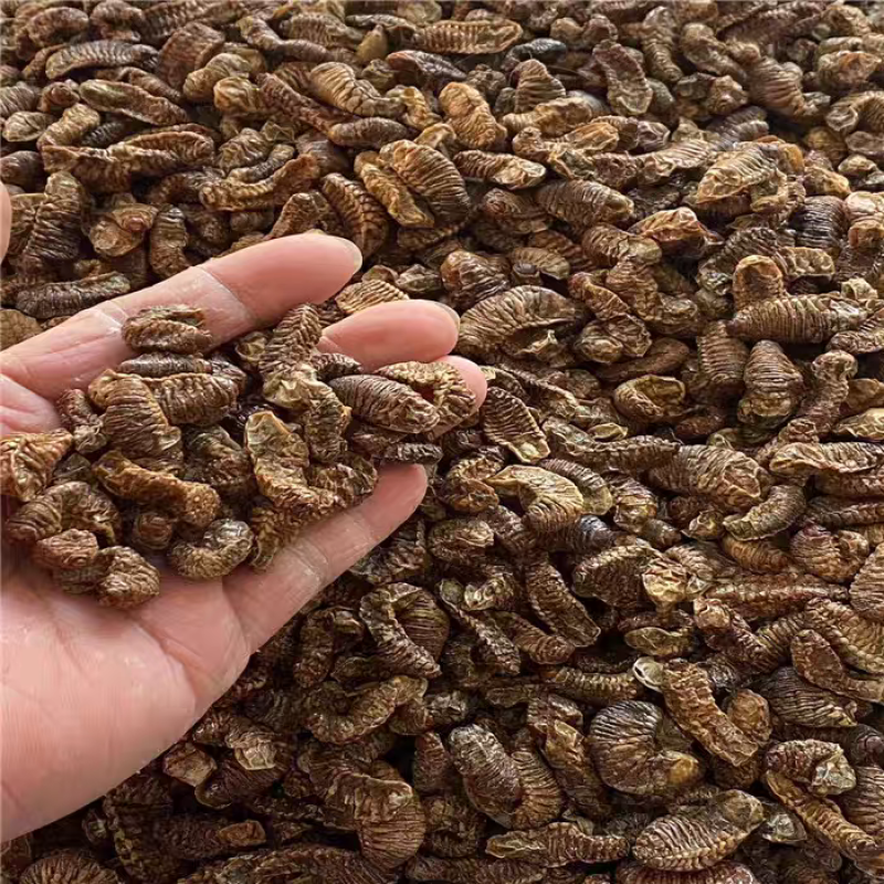 新货无硫中药材蛴螬土蚕老母虫核桃虫蛴螬虫大货供