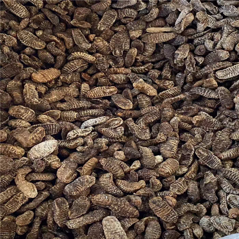 新货无硫中药材蛴螬土蚕老母虫核桃虫蛴螬虫大货供