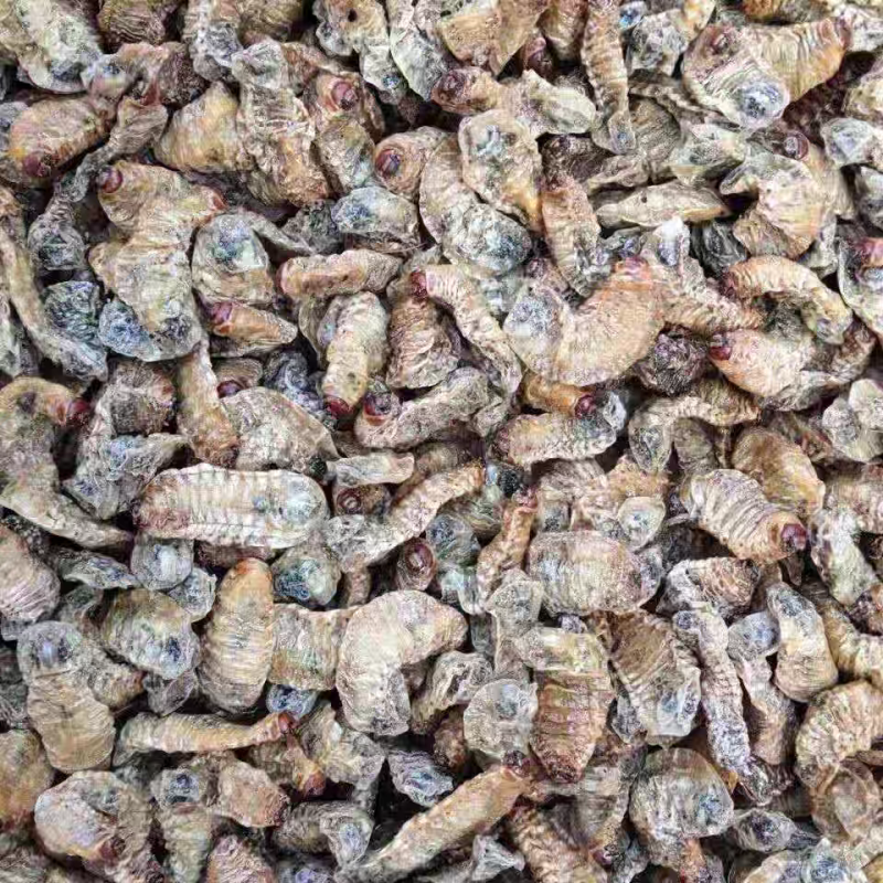 新货无硫中药材蛴螬土蚕老母虫核桃虫蛴螬虫大货供