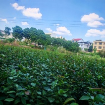 长林系列油茶苗大显有货，苗子漂亮一手货源，苗厂直供。