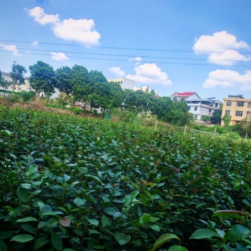 长林系列油茶苗大显有货，苗子漂亮一手货源，苗厂直供。