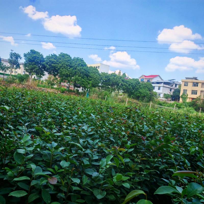 长林系列油茶苗大显有货，苗子漂亮一手货源，苗厂直供。