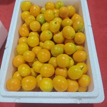 融安油桔金桔，工厂原料果，比脆蜜和滑皮金柑更有效更好