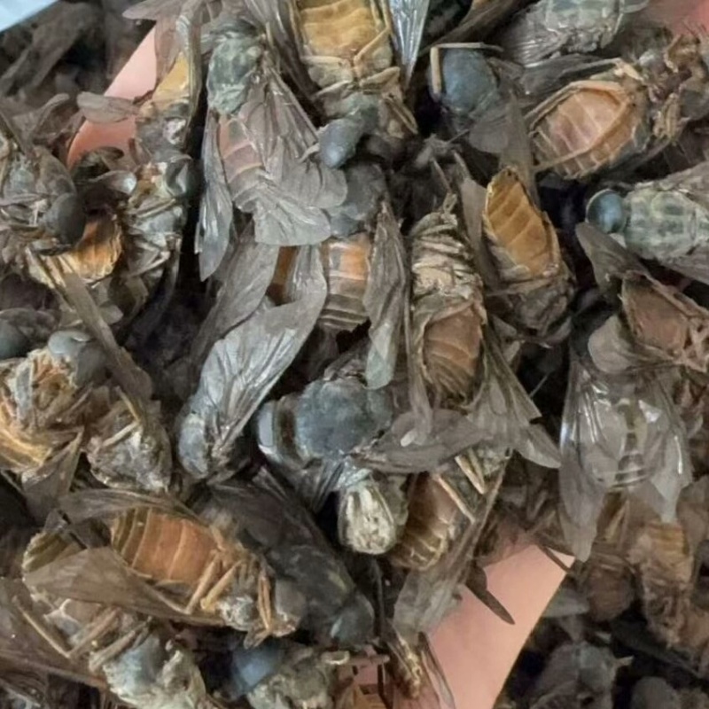 牛虻虫中药材新货干货大牛虻虫合作共赢大货供应