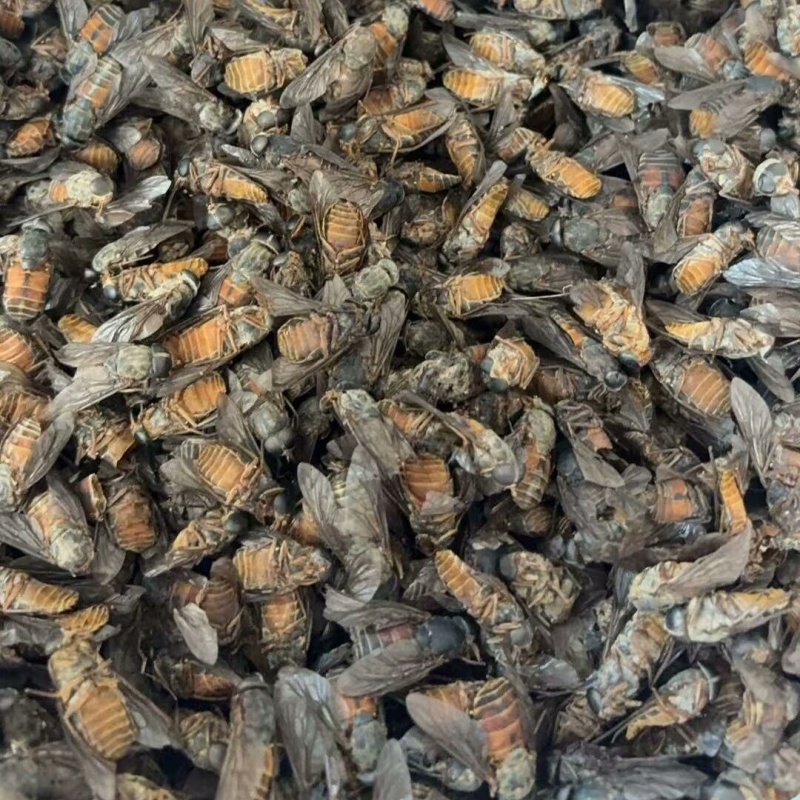 牛虻虫中药材新货干货大牛虻虫合作共赢大货供应