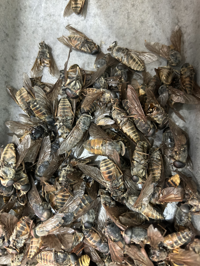 牛虻虫中药材新货干货大牛虻虫合作共赢大货供应
