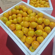 桂林油桔，止咳糖浆原料果，比脆蜜脆皮金桔金柑专业更强精品