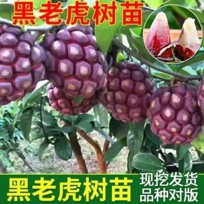 新品黑老虎苗布福娜树苗四季爬藤果苗盆栽地栽当年结果