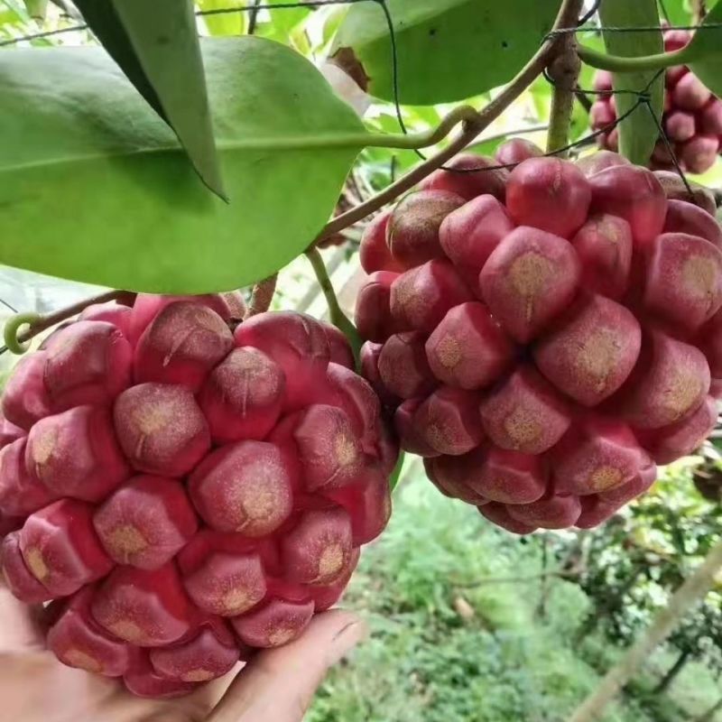 新品黑老虎苗布福娜树苗四季爬藤果苗盆栽地栽当年结果