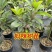 新品黑老虎苗布福娜树苗四季爬藤果苗盆栽地栽当年结果