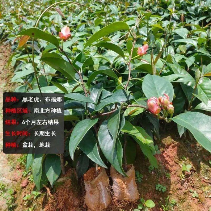 新品黑老虎苗布福娜树苗四季爬藤果苗盆栽地栽当年结果