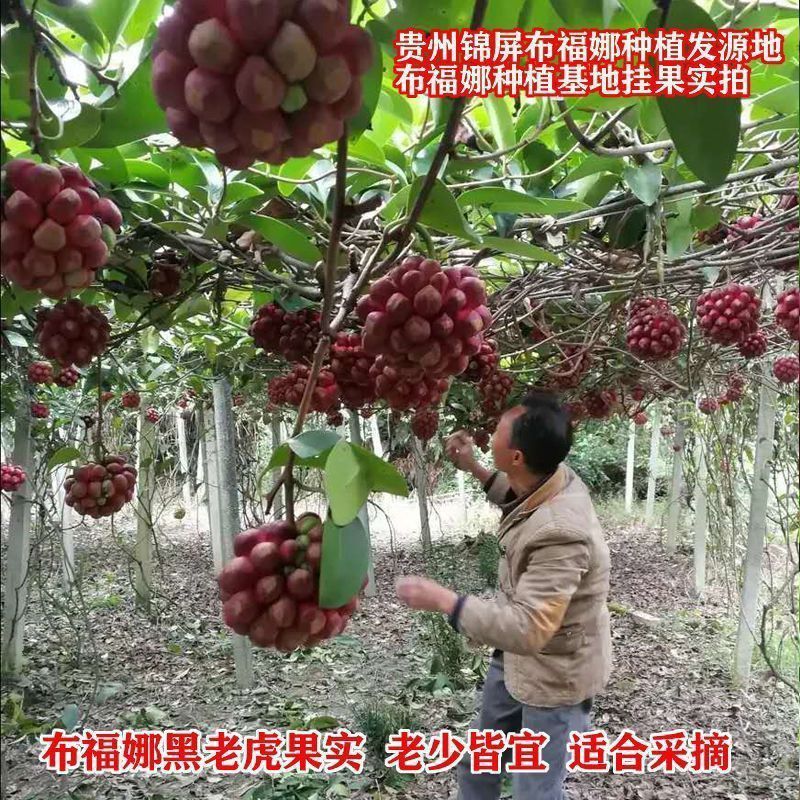 新品黑老虎苗布福娜树苗四季爬藤果苗盆栽地栽当年结果