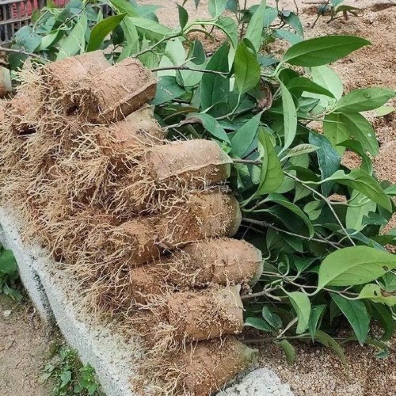 新品黑老虎苗布福娜树苗四季爬藤果苗盆栽地栽当年结果