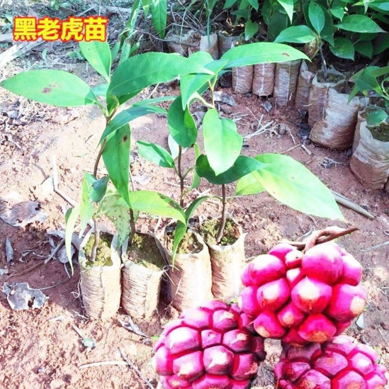 新品黑老虎苗布福娜树苗四季爬藤果苗盆栽地栽当年结果