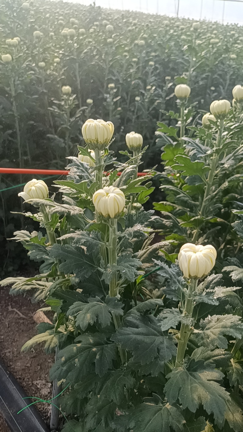 鲜菊花