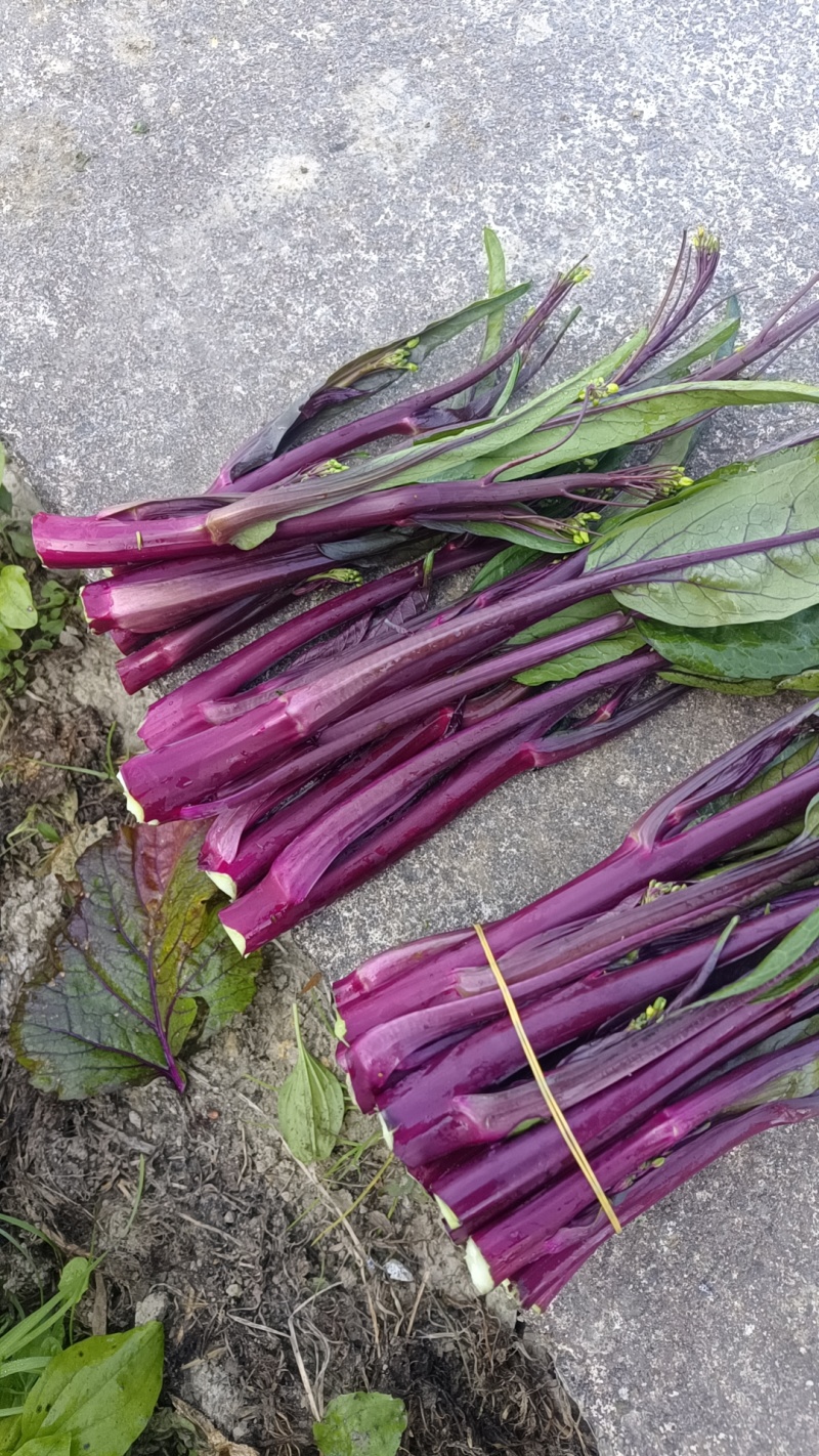 贵州露天红菜苔