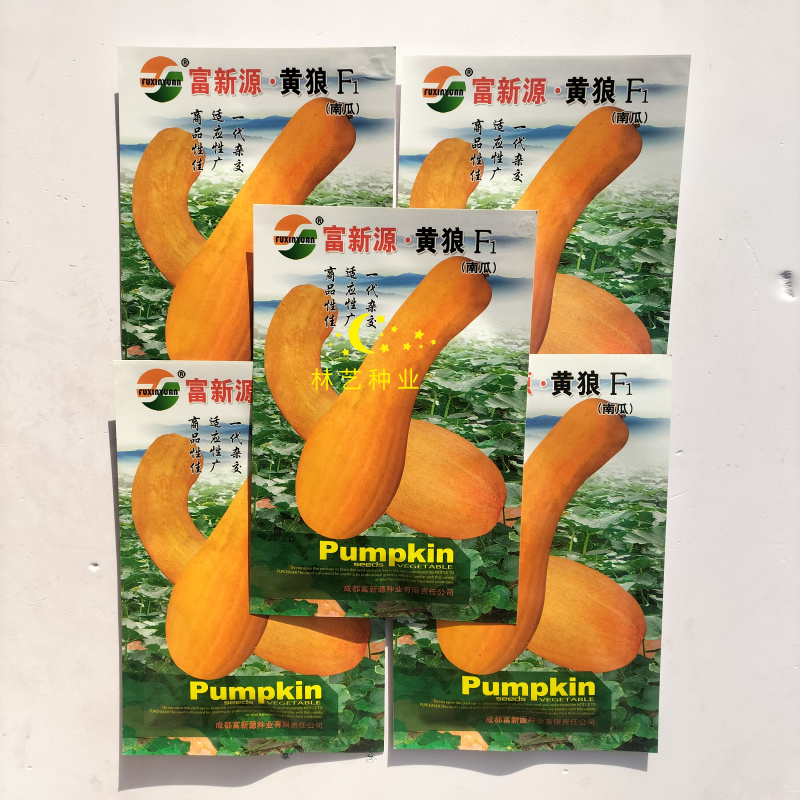 富新源黄狼南瓜种子一代杂交南瓜种籽春播早熟肉质细糯甘甜