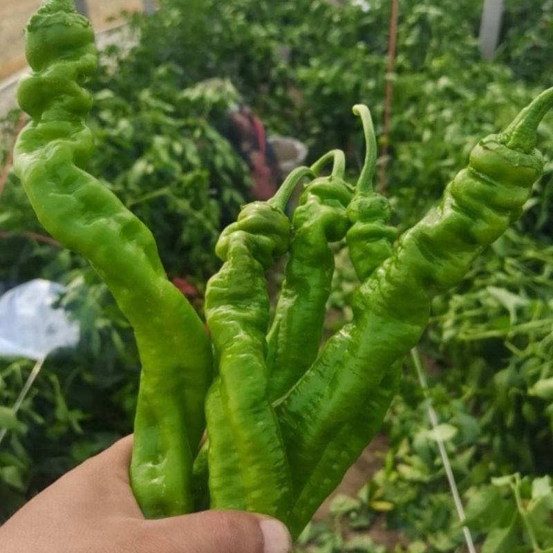 陇椒及各种辣椒，大量新鲜现货，保质保量欢迎选购