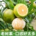 《精选》广西皇帝柑大量上市中基地直发对接商超团购电商等