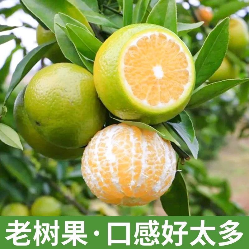 《精选》广西皇帝柑大量上市中基地直发对接商超团购电商等