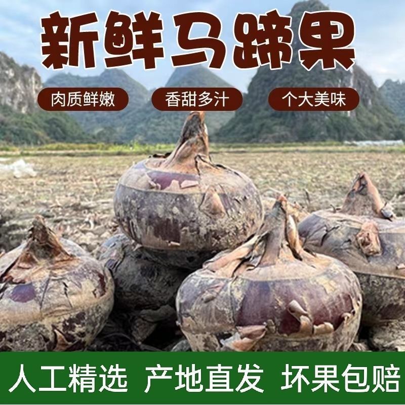 《精选》广西万亩珍珠马蹄荸荠大量上市12个一斤对接全国