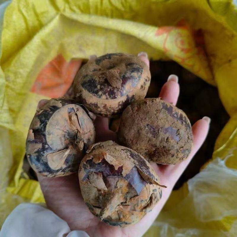 《精选》广西万亩珍珠马蹄荸荠大量上市12个一斤对接全国
