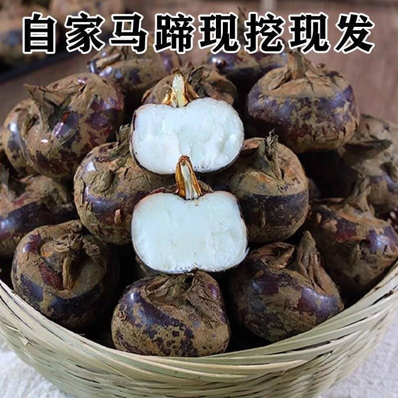 广西特色水果马蹄，荸荠，市场，电商对接全国，可一件代发