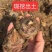 广西特色水果马蹄，荸荠，市场，电商对接全国，可一件代发