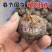 广西特色水果马蹄，荸荠，市场，电商对接全国，可一件代发