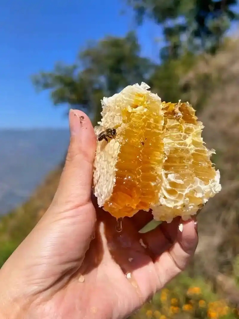 野生蜂蜜保证质量