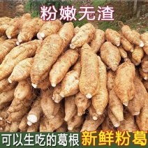 《实力》广西葛根粉葛大量现货上市中基地直发对接全国一条龙