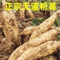 《热卖》广西粉葛葛根产地直发对接全国量大从优一条龙