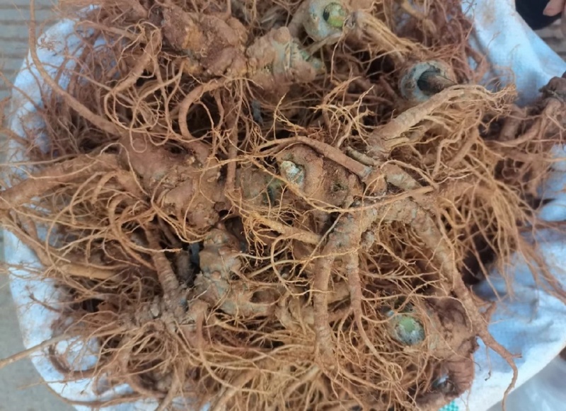 文山新鲜三七田七泡酒煲汤三七粉三七头子