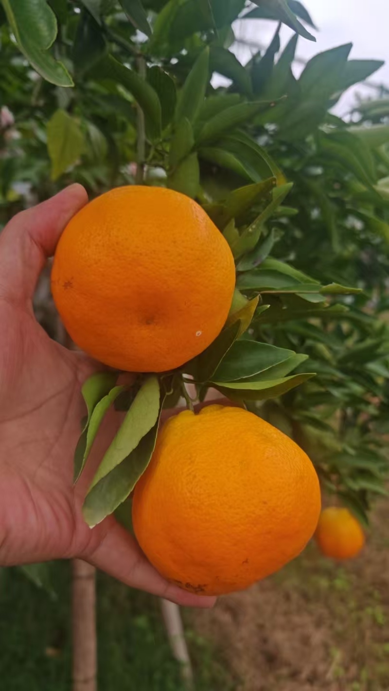 春见耙耙柑，
