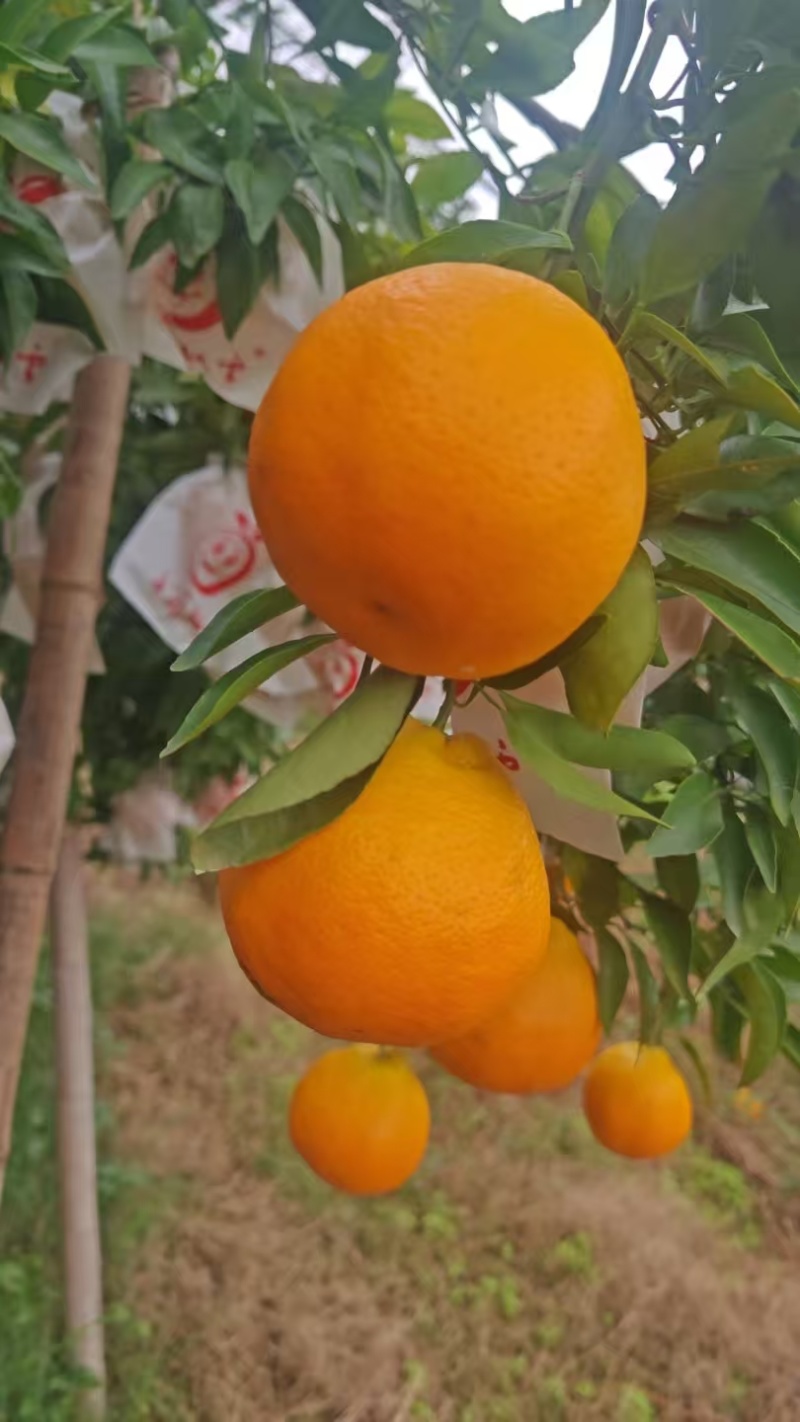 春见耙耙柑，