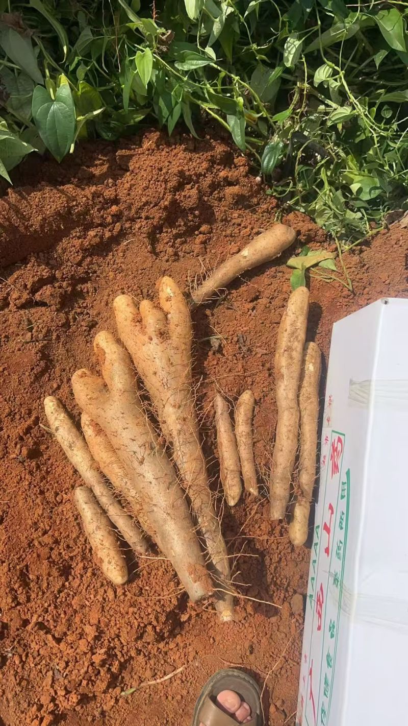 《热卖》广西淮山药黑鬼白鬼滚地龙等品种齐全对接全国