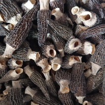 羊肚菌6-9