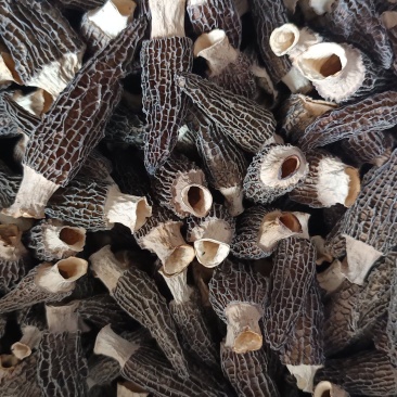 羊肚菌6-9