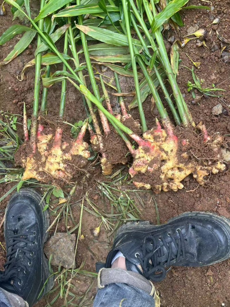 云南黄姜，山东2号。湖南2号