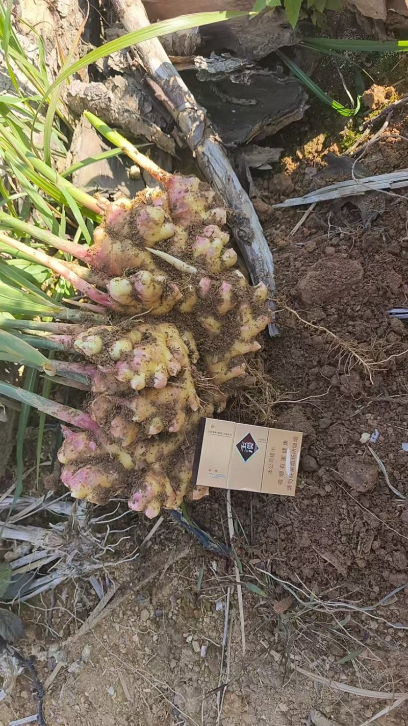 云南黄姜，山东2号。湖南2号