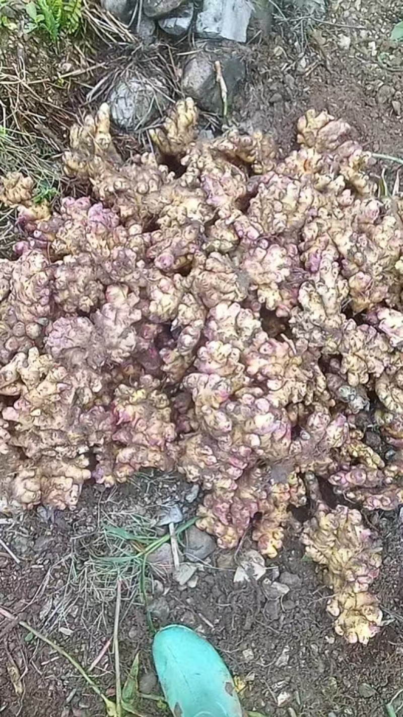 云南黄姜，山东2号。湖南2号