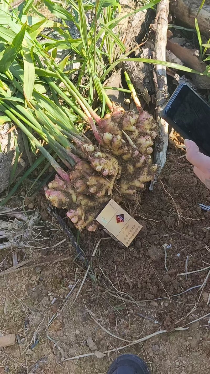 云南黄姜，山东2号。湖南2号