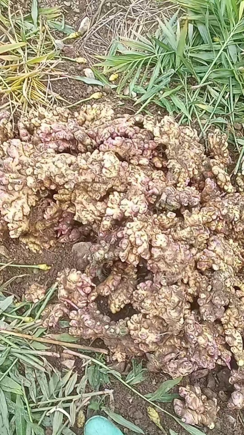云南黄姜，山东2号。湖南2号