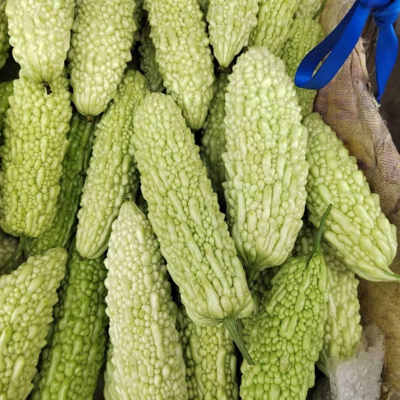 好吃奶油苦瓜种子长白苦瓜种子早熟品种南北方春夏秋播