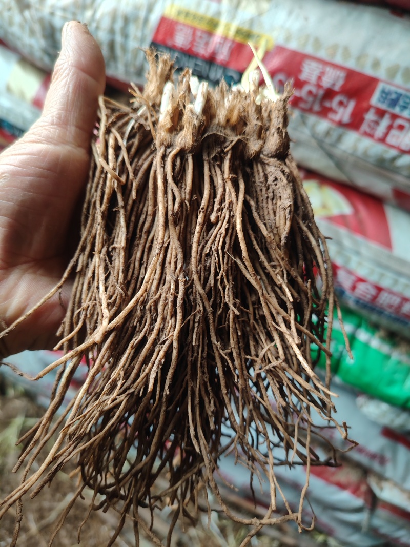 现挖现发的韭菜根，产地直发，欢迎全国各地采购商