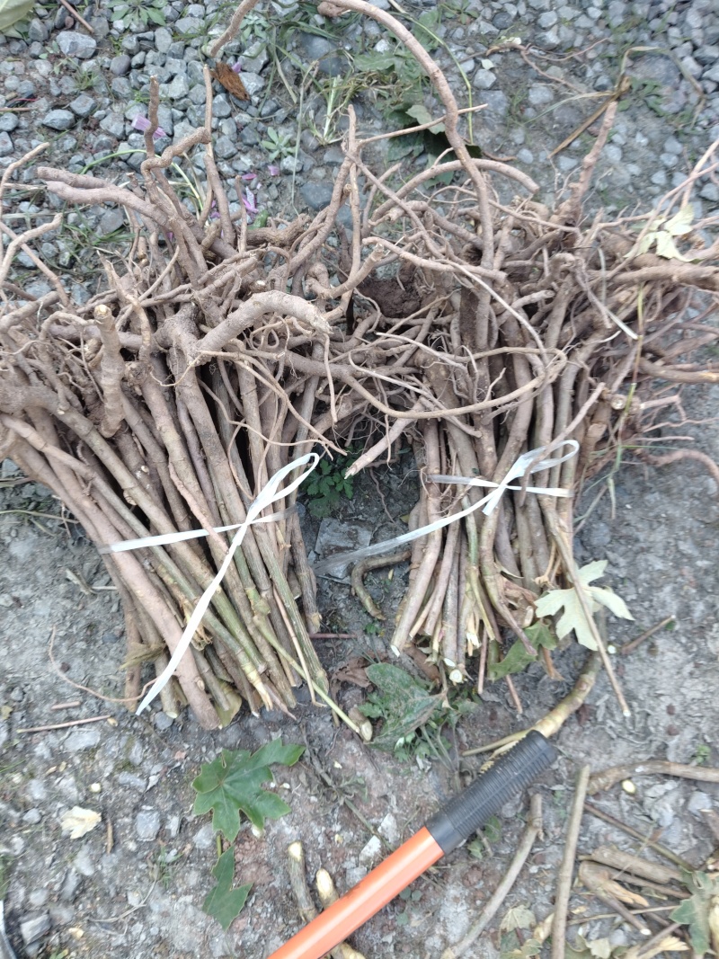 大通草大量出售，种植一年，收货八到十年