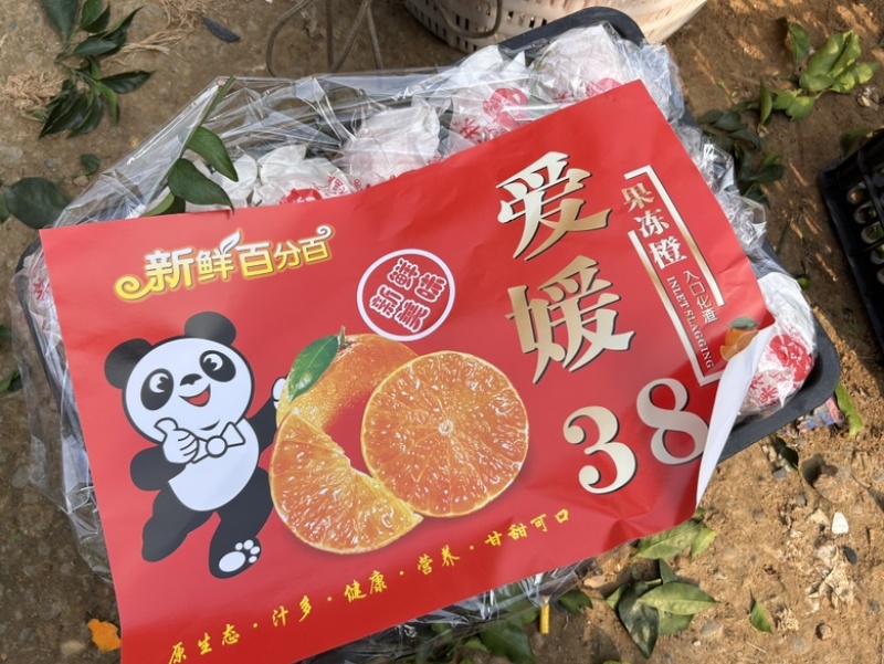 爱媛果冻橙38号