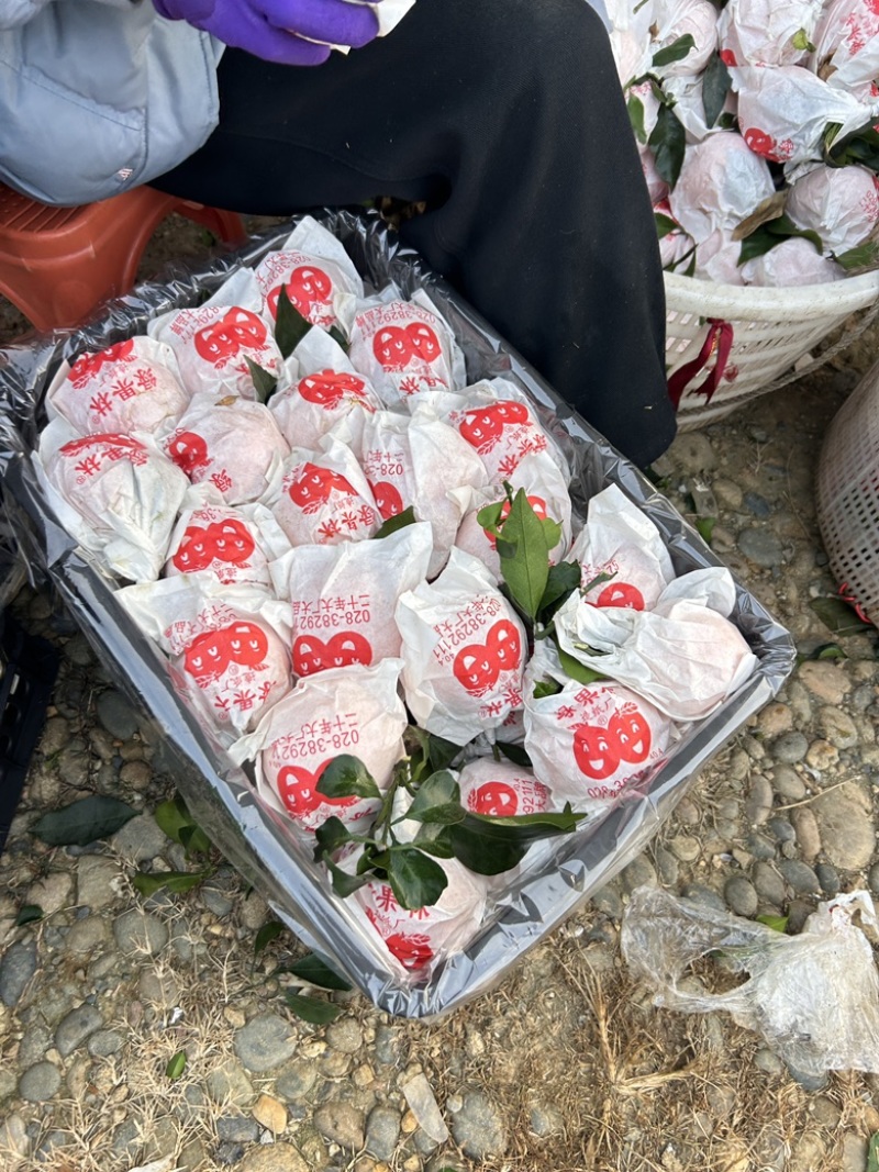 爱媛果冻橙38号