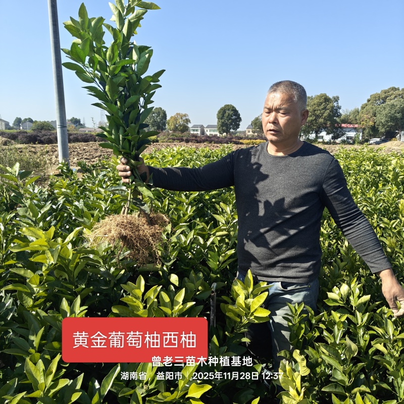 黄金西柚苗，葡萄柚苗